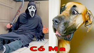 Thú Cưng TV | Ngáo Ngu Ngốc Và Đầu Gấu #8 | chó thông minh vui nhộn | Pets funny cute smart dog