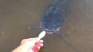 Ikan Haring Untuk Memberi Makan Ikan Lele Dan Kura-Kura Raksasa