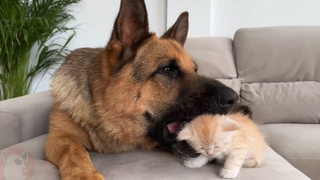 Funny German Shepherd reacts to kitten