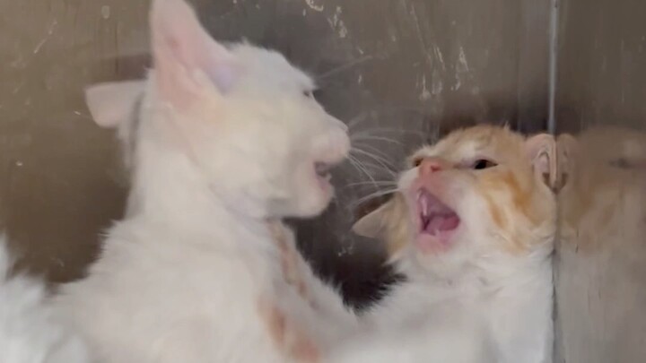 Just adopt, don’t raise! There are still over 30 kittens waiting to be adopted at the Cat Virtue Aca