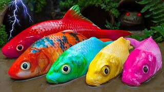 Berbagai Ukuran Ikan Koi Pink Warna-warni Stop Motion Lucu ASMR Memancing Katak Di Rawa, dan bebek!