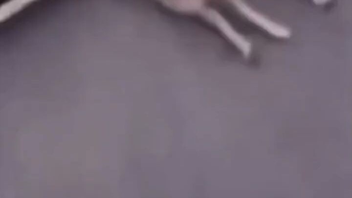 Anjing: Lihat aku, troll sejati!