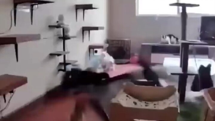 Chủ nhân vừa về đến nhà thì ngất xỉu tại chỗ.