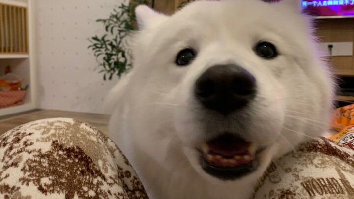 【สองคนหนึ่งหมา】บ่ายแดดจัดสดใส ออกมาเดินเล่นดื่มโยเกิร์ตสักแก้ว ช่างสบายใจเสียจริง! เจ้าลูกอม: ผู้ชนะ