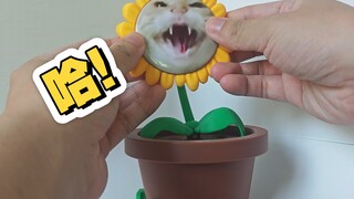 Hoa hướng dương Hakimi đầu tròn