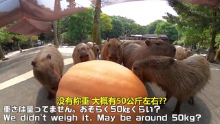 一群水豚，围着啃一个近100斤的南瓜...