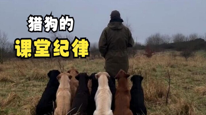 那些让人惊叹的动物们！