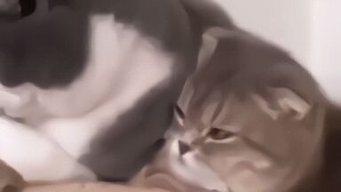两只猫咪挤在猫爬架上，最后的动作太逗了！🐱✨🌼