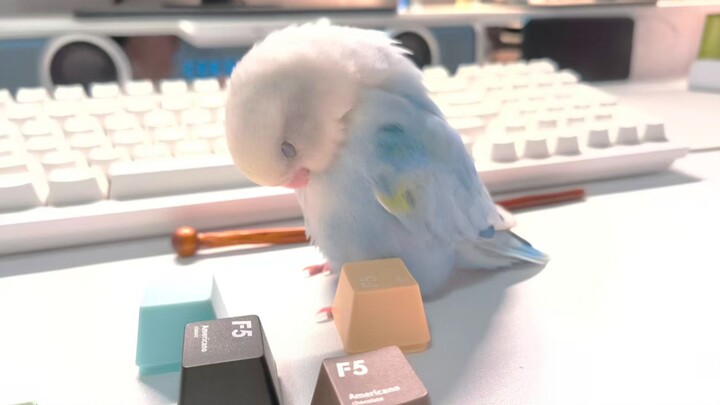 Since all my stat points were put into Intelligence, I’m super unlucky with blind boxes, but I can s