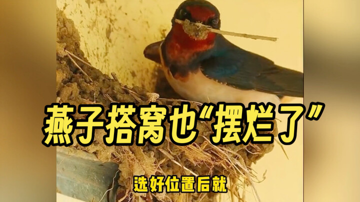A swallow’s “let-it-go” nesting style has gone viral! Netizens say: “This is way too lazy!” As expec