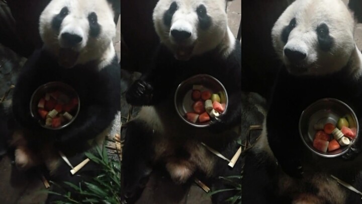 【Panda Raksasa Lan Xiang】Sendiri memeluk baskom sambil makan