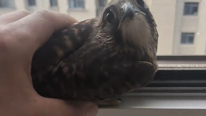Is it the pigeon’s best friend?
