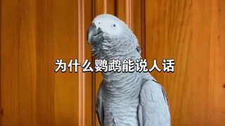 鹦鹉，模仿的神