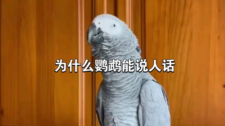 鹦鹉，模仿的神