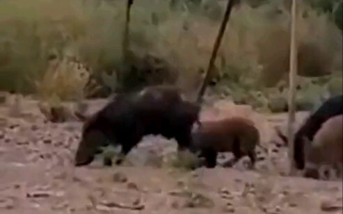 หมูป่า: ฉันยอมแล้วกับไอ้เจ้าหกตัวนี้