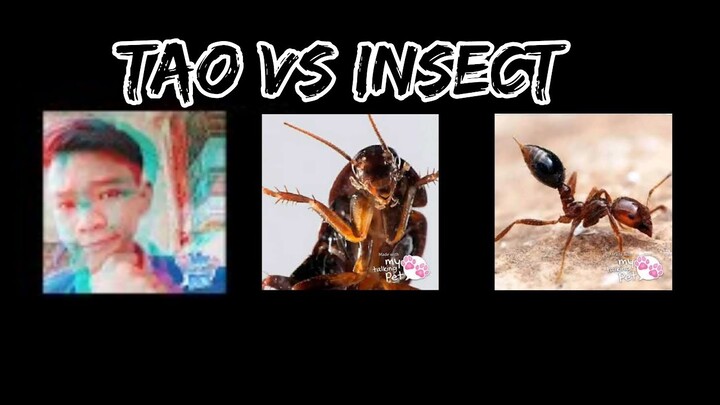 my talking pet - Tao VS Insec ipis & langgam "Challange Accepted"