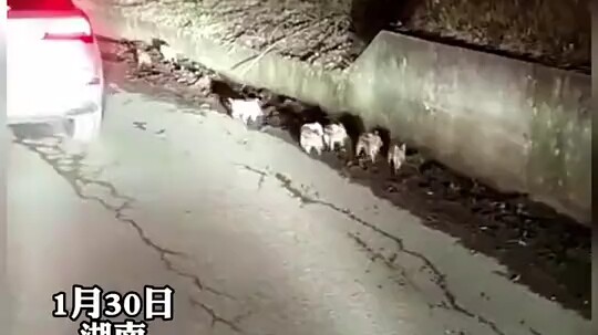 Wild Boar Overpopulation