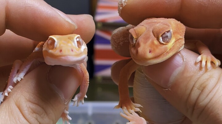Orange-flavored gecko baby ~ Little Flame