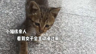 Chú mèo con bị đói đến mức nằm bên đường uống sữa của chính mình