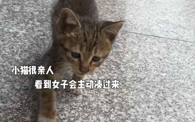 ลูกแมวหิวจนหมดแรง นอนอยู่ข้างถนนดื่มนมของตัวเอง