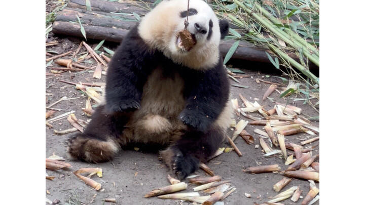 【แพนด้ายักษ์เหอฮวา】ทุกครั้งที่เหอฮวากินหม้อตุ๋นหนึ่งคำ คุณตาถันก็ต้องถอนหายใจหนึ่งครั้ง…