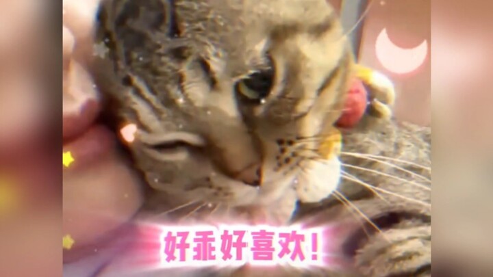 ทนต่อเจ้าเหมียวไม่ได้เลยสักนิดเดียว