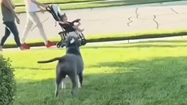 Chú chó bị mọi người ngại chơi vì ngoại hình trông dữ dằn. Dù nó rất ngoan, không bao giờ đuổi theo 