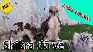 [Hùng Hunter] - Shikra cọc trước chỉ 400k, siêu phẩm bụng trắng cuối mùa.