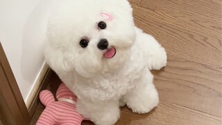 The toy puppy I just bought is pretty cute—though it does guzzle batteries.