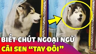 Chiếc ngáo 'LUẬT SƯ' biết tí ngoại ngữ liền 'LÊN GIỌNG CÃI SEN' không trượt phát nào 😅 | Gâu Đần