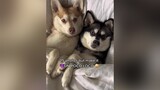 They love each other really 💙 1video15photos dogsofttiktok