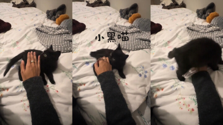 มาดูเจ้าเหมียวตัวเล็กสีดำกัน!