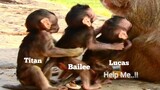 Woow!!,Baby Monkey Lucas Try Hard To Escape From Titan and Bailee,Lovely Baby Lucas Play Full Day​