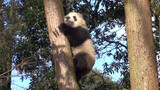 [Animals]How does panda climb down the tree