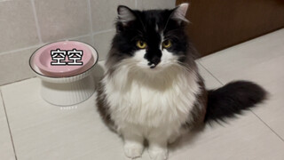 When a ball of fluff tries to beg food from you