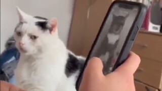 Jealousy changes the cat beyond recognition