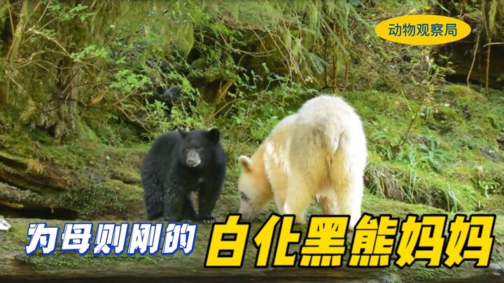 แม่หมีดำที่เป็นโรคเผือก ต้องฝืนทนแรงกายอันอ่อนล้า เพื่อแย่งชิงอาหารมาให้ลูกๆ ที่หิวโหย นี่แหละกระมัง