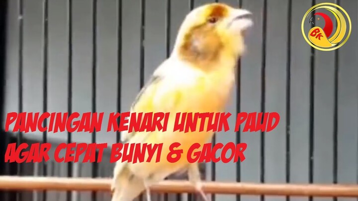 PANCINGAN KENARI UNTUK PAUD AGAR CEPAT BUNYI & GACOR
