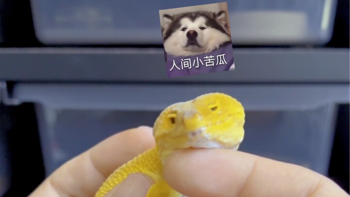 Have a litter—ruin a litter.