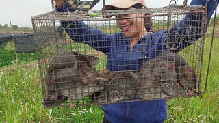 Bẫy ổ chuột cống nhum khủng trong bãi cỏ tranh lâu năm/Săn bắt ẩm thực vùng quê/tt143