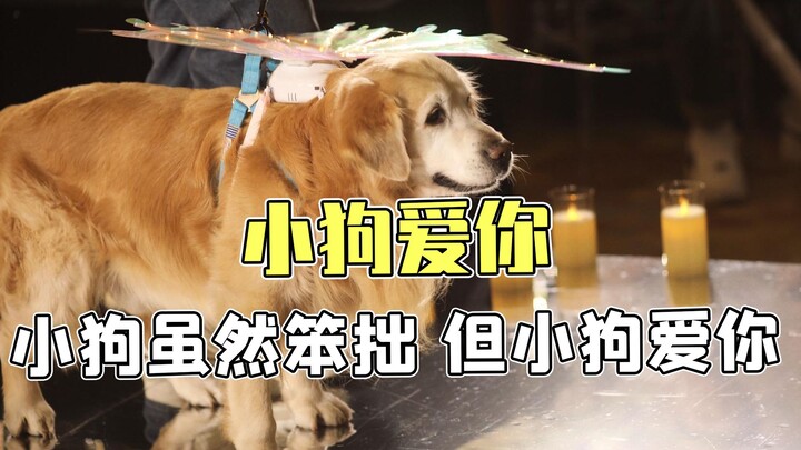 ลูกสุนัขอาจจะซุ่มซ่าม แต่เขารักคุณ