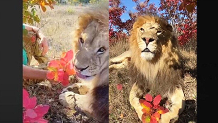 What will a lion do when you give it flowers?