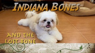 Indiana Bones And The Lost Golden Bone