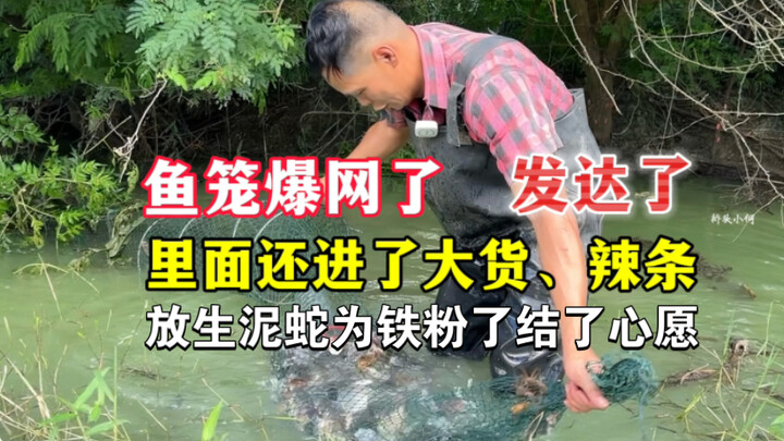 Xiao He’s fish trap hits the jackpot again! The mud snake he caught comes in handy, helping a die-ha