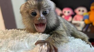 ลิงมาโมเสทสุดน่ารัก กับ ลิงทามาริน