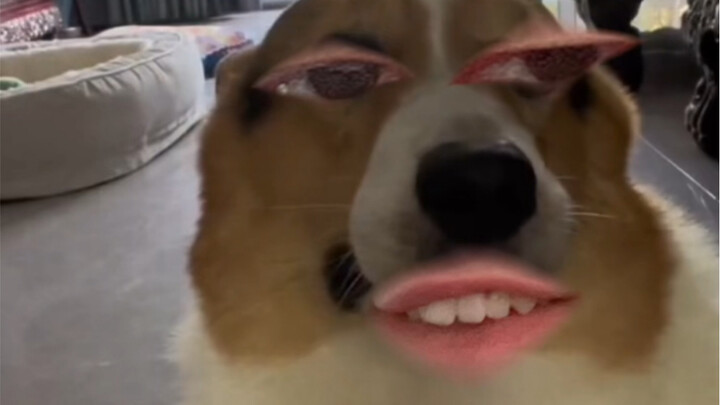 上海兔牙小狗，沪语且暴躁