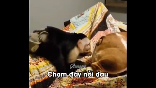 Meme mặn Mòi Dành Cho Bọn Thiếu Muối #meme