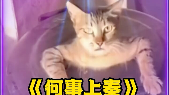 Con mèo ngoài kia: Thằng Sẹo, sao nó lại gọi cậu là Mimi vậy!