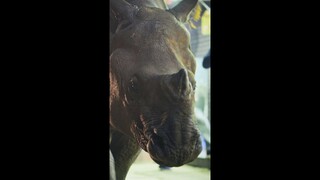 Our Living World | Rhino Walks Down City Street | Netflix