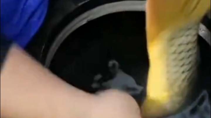 Cá: Tôi chưa bao giờ nghĩ rằng mình sẽ bị ai đó cắn khi còn sống?